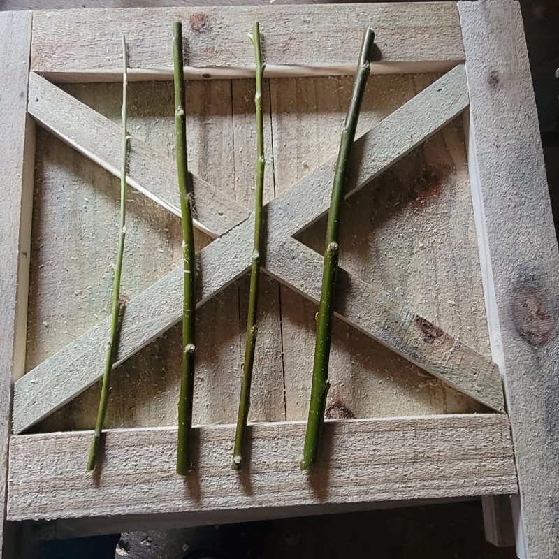 Austree 25 Hybrid Willow Tree Fast Growing Shade Screen Windbreak