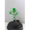 Tree Japanese Black Pine 'Mikawa' Pre-Bonsai 4" pot, ready to