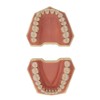Dental Teaching Model Soft Gum 32 Teeth Dental Demonstration Teeth