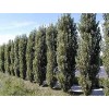 CZ Grain 2 Lombardy Poplar Trees Live Cuttings Rare and
