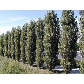 CZ Grain 2 Lombardy Poplar Trees Live Cuttings Rare and Unique Privacy Tree Grows Fast