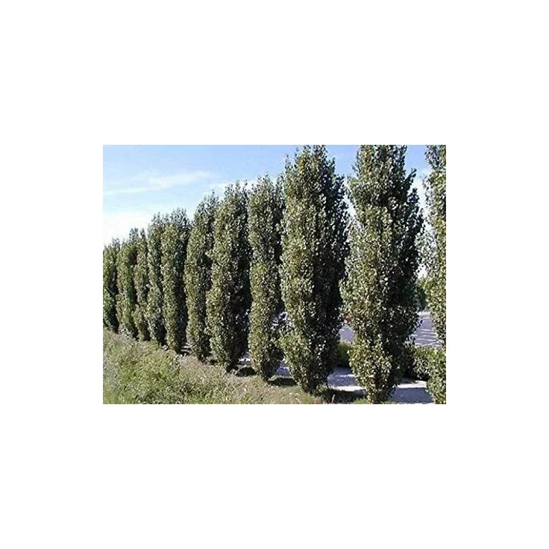 CZ Grain 2 Lombardy Poplar Trees Live Cuttings Rare and