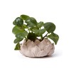 SEINHIJO Indoor Planter Ceramic Pot Flower Gifts Succulent Cacuts Decor