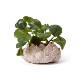 SEINHIJO Indoor Planter Ceramic Pot Flower Gifts Succulent Cacuts Decor Modern Arts Pink 7.1inch