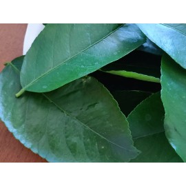 Unbranded 50 HOJAS DE NARANJA ORGANICAS FRESCAS-50 FRESH ORGANIC ORANGE LEAVES