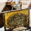 Beehive Frame Capture, Beekeeping Nest Box Clip Stainless Steel Beehive