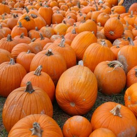 Axel's Garden Seeds Sugar Pie Pumpkin Seeds | Non-GMO | Heirloom | Fresh Garden Seeds - 5 Seeds