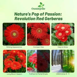 Outsidepride Red Gerbera Seeds - 20 Pcs Perennial, Compact & Low Maintenance, Flower Seeds for Planting w/Mounding Foliage & Vibrant Red Blooms, Ideal for Garden Landscaping & Cut Flower Arrangements