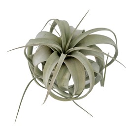 It Blooms Tillandsia Air Plant Xerographica Large Indoor Exotic Houseplant - 30 Day Guarantee (Extra Large)