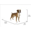 Hi-Line Gift Boxer Dog Standing