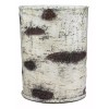 Ebros Rustic Black Bear in Pine Trees Forest Birch Finish