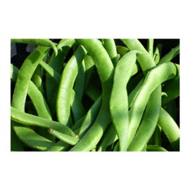 White Half Runner Green Bean 25 Seeds Garden Vegetable Pole Type Produces high yields 4" Gourmet Beans Freezing Canning or Fresh