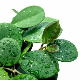 Malibu Tropical Hoya Obovata Splash Live Houseplant 4" Pot Thick Round Leaves (California Grown)