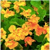 Red and Yellow Climbing Nasturtium Seeds - 60 Seeds