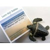 Leave Only Bubbles Collectible Set of sea Turtle Models