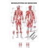 Sport-Tec Muscle System Mini Poster Anatomy 34 x 24 cm
