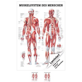 Sport-Tec Muscle System Mini Poster Anatomy 34 x 24 cm Medical Teaching Aid