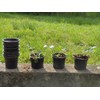 Göttinger Round Pots Diameter 10 x 7.5 cm Black Pack
