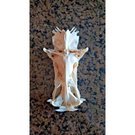 Taxidermy Skull Bone Legend Crucifix Cat Fish Jesus Christ Christian gift Easter