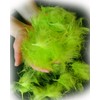 Marabou (Lamp Front/7g Pack) (2 Fl. Shirtruse)