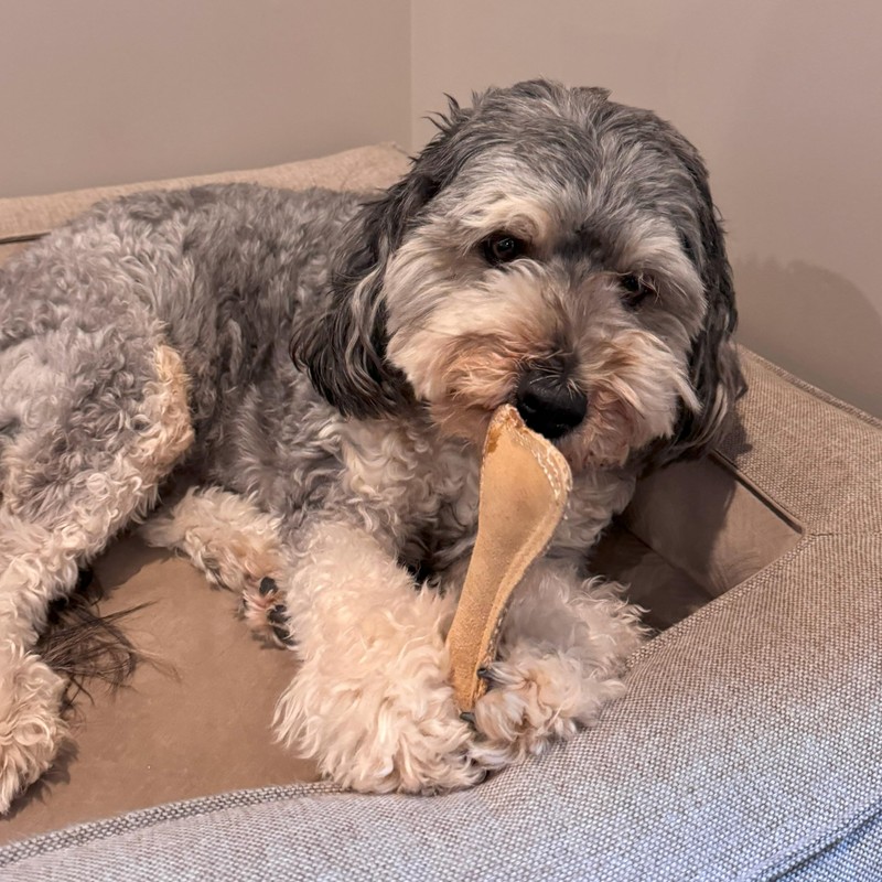 SPOT Dura-Fused Leather Small Bone Dog Toy – Durable Chew