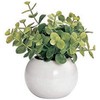 Cute Round Photocatalyst Houseplant