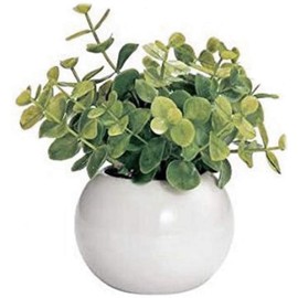 Cute Round Photocatalyst Houseplant