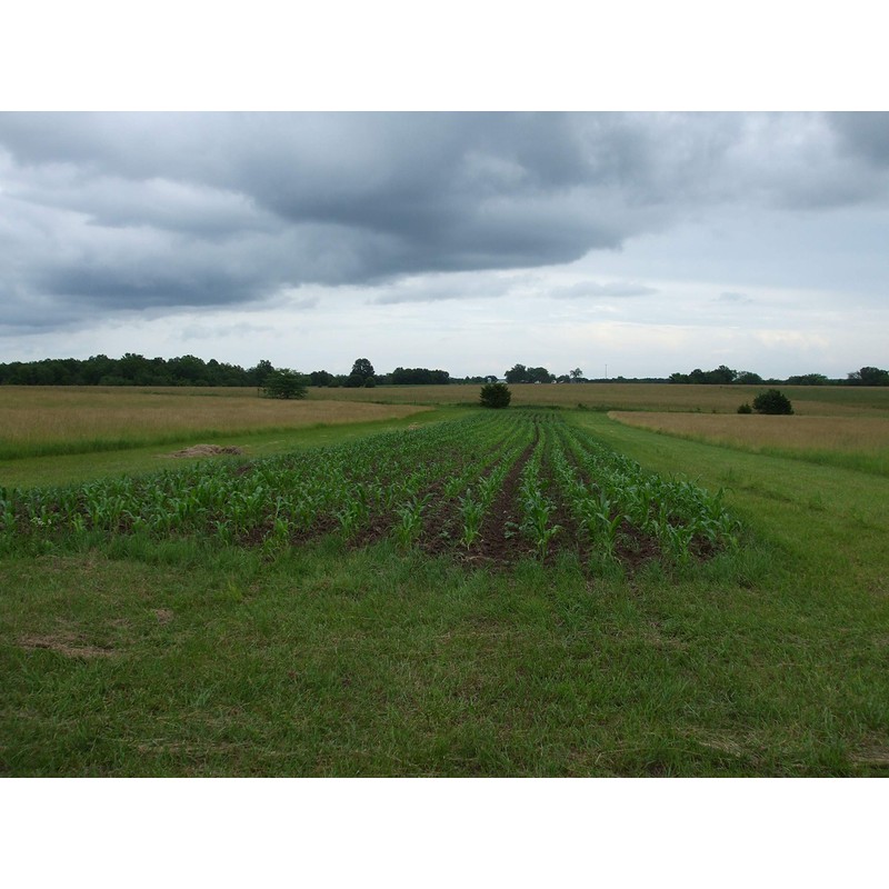 Reid's Yellow Dent Field Corn Open Pollinated Not GMO 100