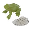 RiToEasysports Tadpole Frog Toy Set, Ranidae Growth Cycle Model for