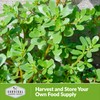 Common Purslane Seed for Planting - 3 Packets with Instructions