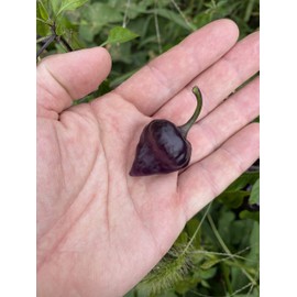 Purple UFO Pepper Premium Seed Packet