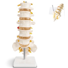 Doctor Verified Lumbar Spine Model - Life Size Human Lumbar Vertebrae Anatomy Model with Sacrum, Coccyx, Intervertebral Disc and Spine Nerves for Medical Learning & Teaching & Demonstrating
