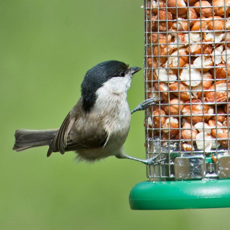 Ring-Pull Small Bird Feeder for Peanuts - Green