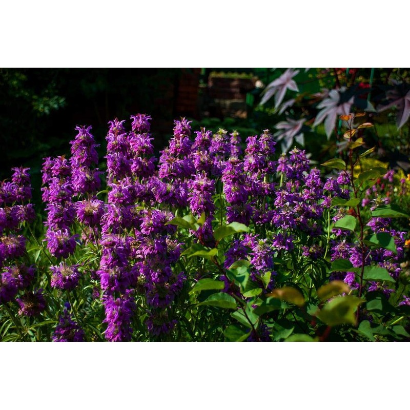 CEMEHA SEEDS Herb Lemon Bee Balm (Monarda citriodora) Medicinal Perennial