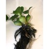 Water Hyancinth - Easy Floating Live Pond Plant