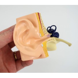 Life-size ear cross-sectional model, trisemicircular canal, cochlea, ossicles, eardrum, etc. can be seen