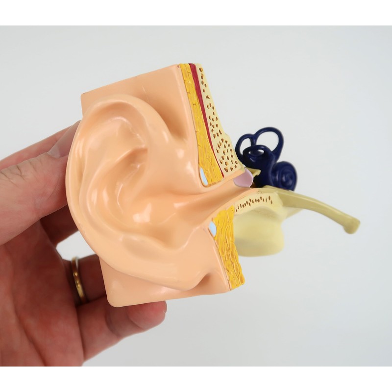 Life-size ear cross-sectional model, trisemicircular canal, cochlea, ossicles, eardrum, etc.