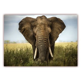 XXL Poster 100 x 70 cm (S-811) Large Mighty African Elephant in the Savannah of Africa (Delivered Rolled!)