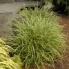 My Store Carex marrowii 'Ice Dance' Variegated Sedge Shade Grass