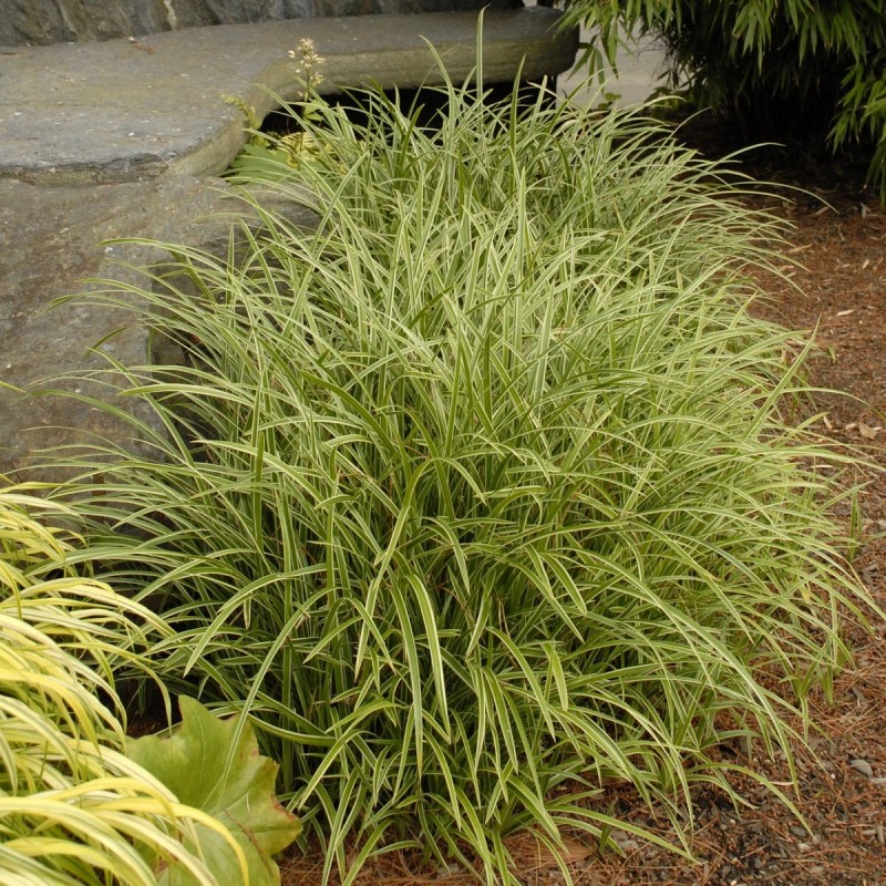 My Store Carex marrowii 'Ice Dance' Variegated Sedge Shade Grass