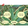 【国産 100%】熊笹茶 クマザサ茶 100g×2袋セット 無農薬 ノンカフェイン 巣鴨のお茶屋さん 山年園