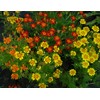 RAISE ME UP: Seeds Marigolds Mexican Mix Annual Flowers