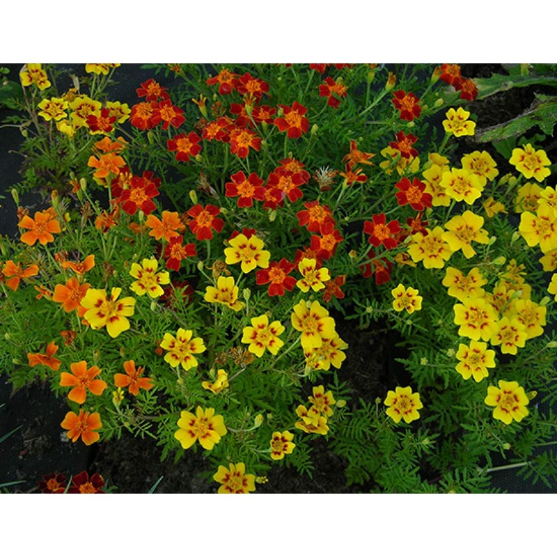 RAISE ME UP: Seeds Marigolds Mexican Mix Annual Flowers