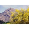Foothills Palo Verde Tree 10 Seeds