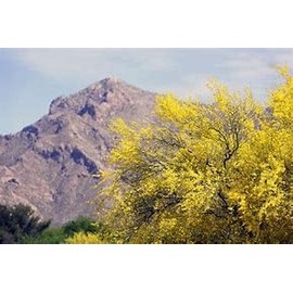 Foothills Palo Verde Tree 10 Seeds