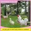 MANON ROSA Chicken Diapers Bantam Hens - Reusable 6-Piece Set