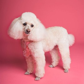 Dog Bow Ties, Segarty 40 Pack Bulk Neck Ties Costumes for Small Medium Dogs Puppy, Grooming Accessory Gift