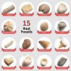 Dan&Darci Mega Fossil Dig Kit Dig Up 15 Fósiles Reales