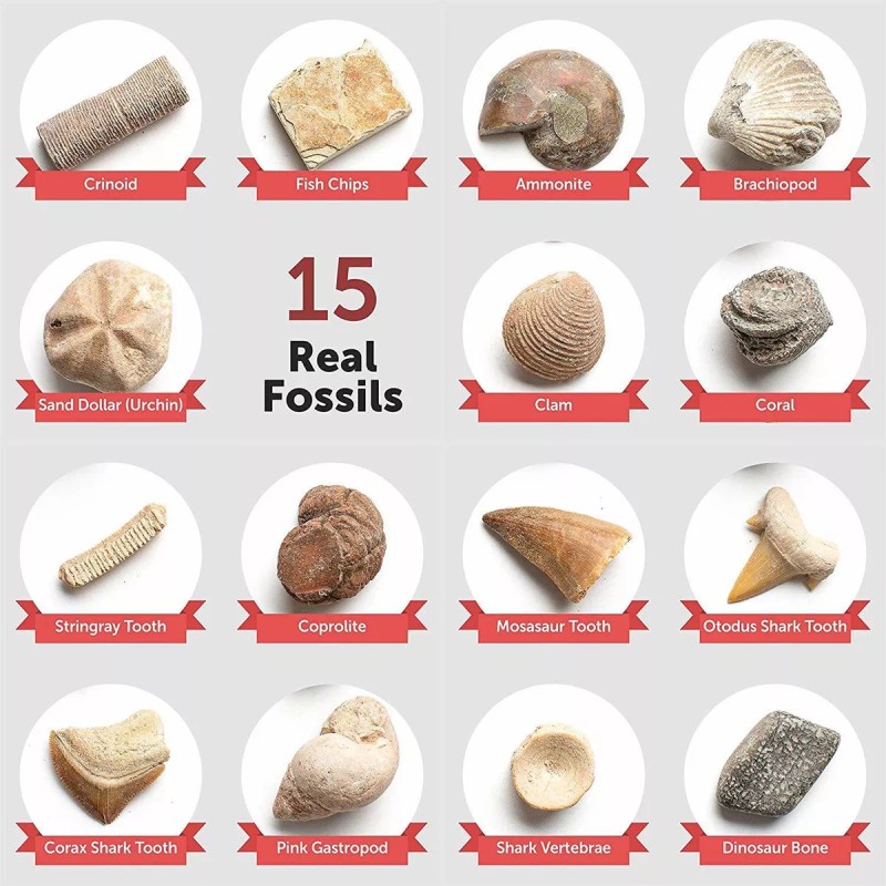 Dan&Darci Mega Fossil Dig Kit Dig Up 15 Fósiles Reales