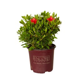Encore Azalea Autumn Sunset (1 Gallon) Red - Orange Flowering Shrub - Full Sun Reblooming Live Outdoor Plant